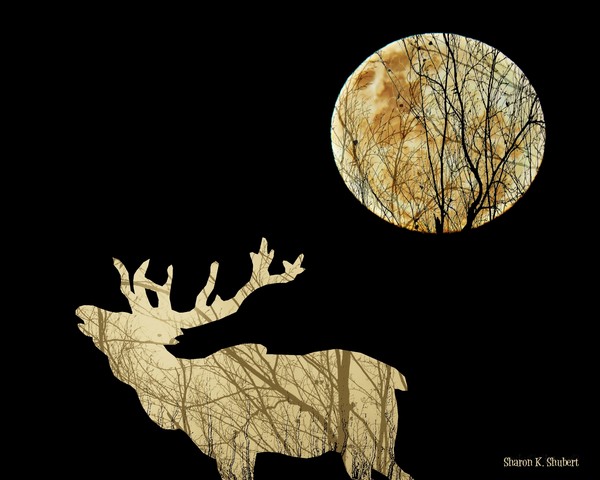 Wilderness Moon