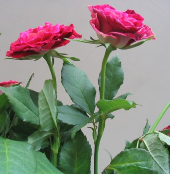 The Pretties