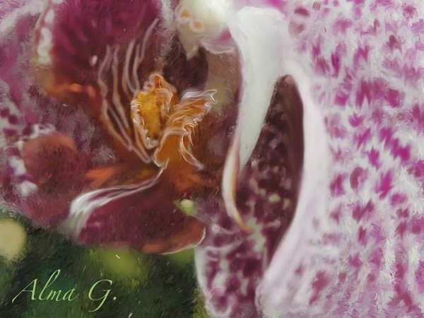 The mysterious Orchid