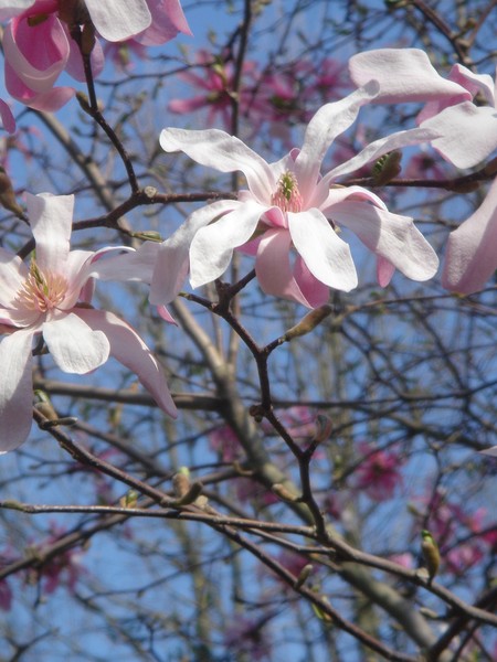 Favorite Pink and White
