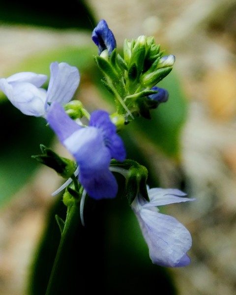 Wildflower#2