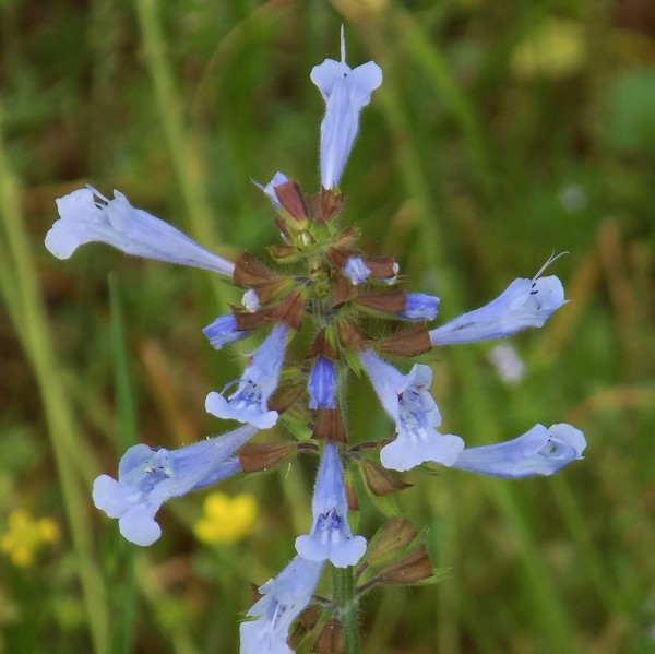 Texas Wildflowers #6