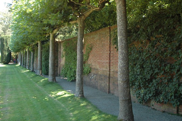 Wall of trees