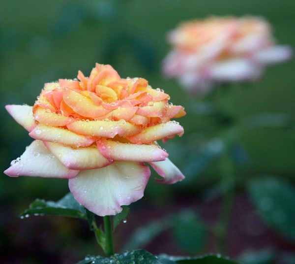 Rained-kissed Roses