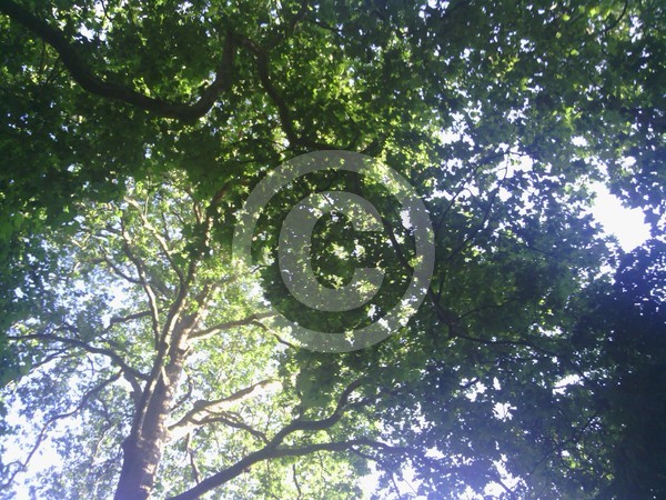 Trees 3