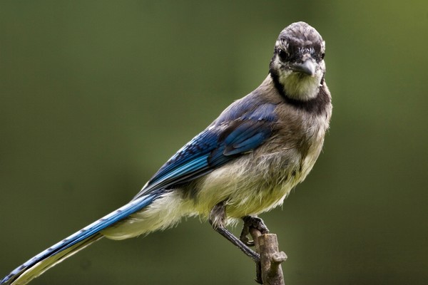 Fledgling Blue Jay
