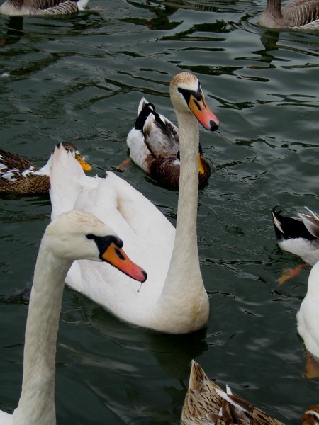 swan