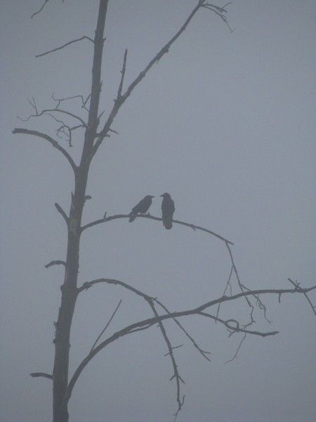 Ravens