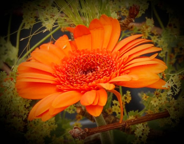 Mystic orange glory