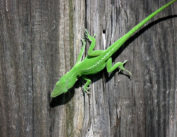 Anole Clinging To Stockade Fence