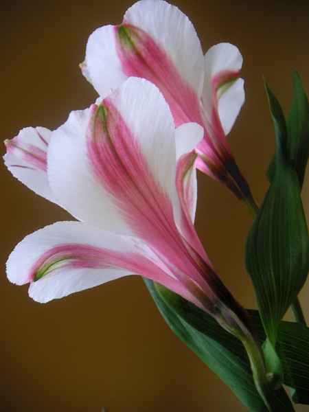 Alstroemerias Together