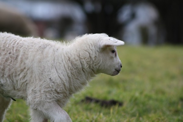 First little Lamb