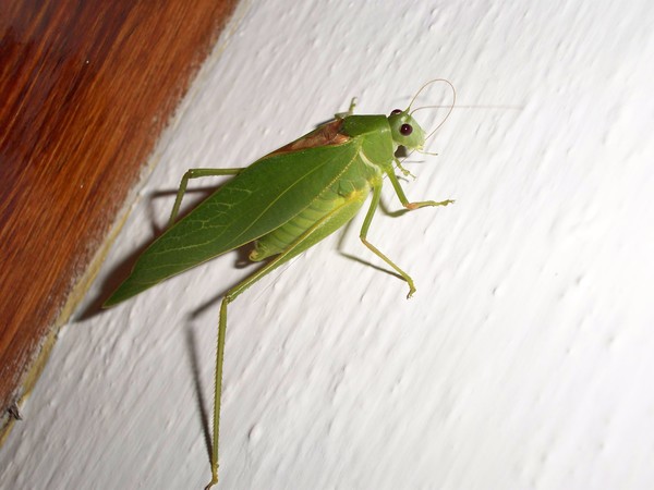 Grasshopper