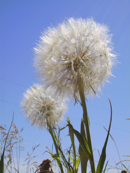 Big Poof Ball