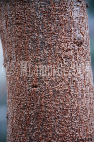 21-Botanic gardens, Amsterdam 2004