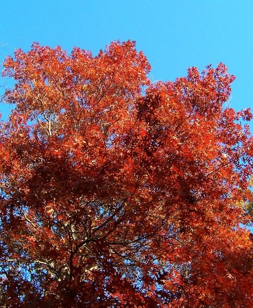 AUTUMN BEAUTY