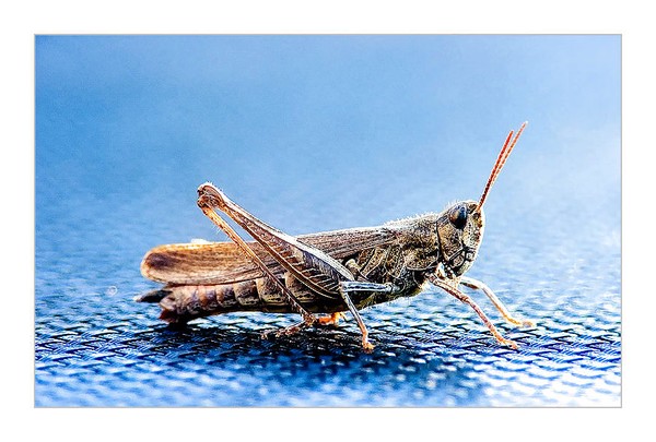 Insect