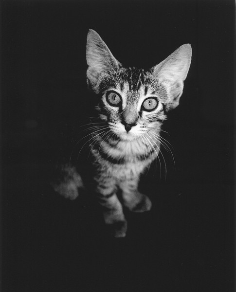 tiny tabbie