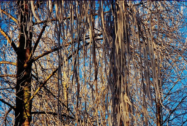 Ice Vine