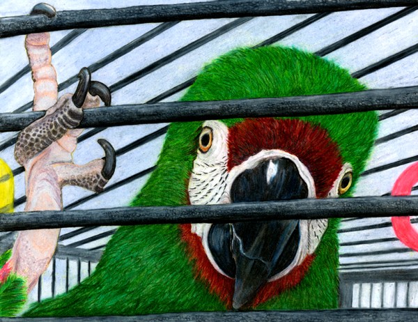 Miro The Macaw