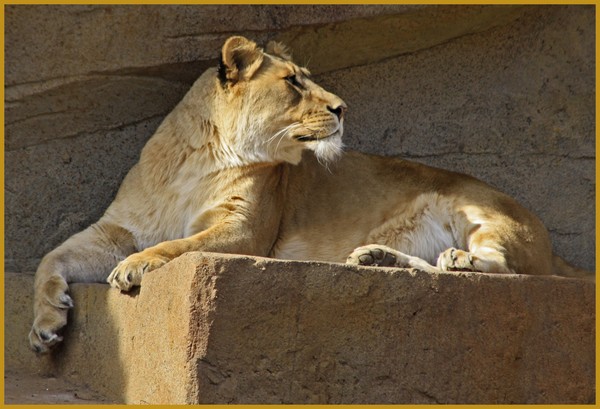 LIONESS RECLINING