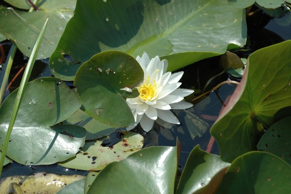 Water Lily