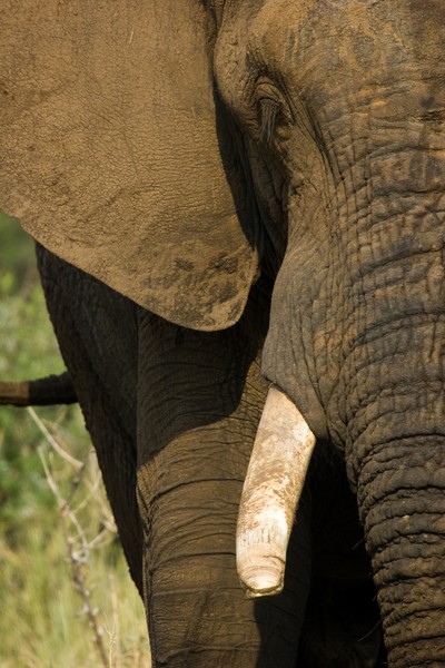 Elephant Frontal