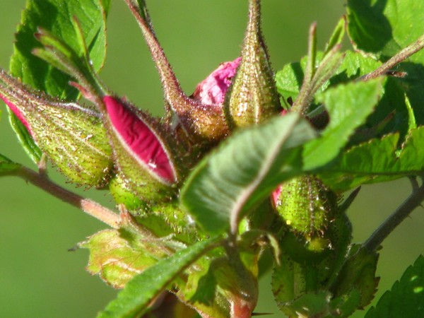 2008 pink rose bud series
