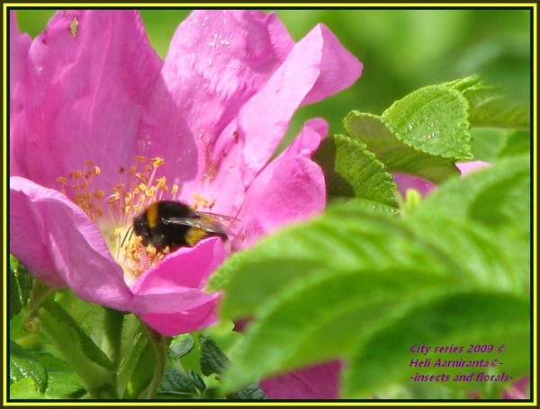 BEE..in..-CITY SERIES-SUMMER JOYS'..2009