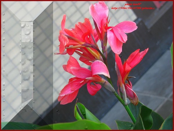 3-D  cityfloral series BUTTON DESIGN