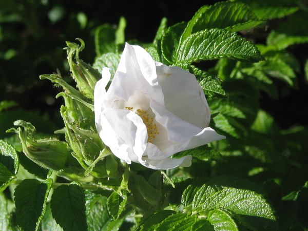 WHITE ROSE...