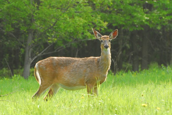 My Favorite Doe