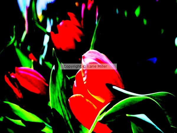 flowers 2