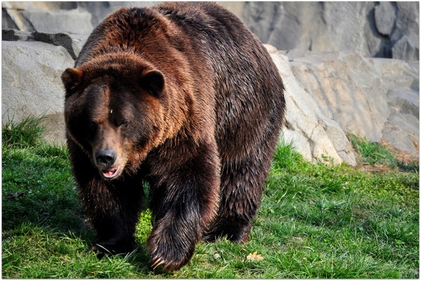 Bear