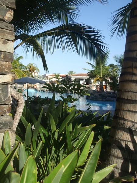 palm oasis in las palmas