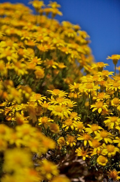 Wild Flowers