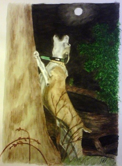 Coon Hunting Dog