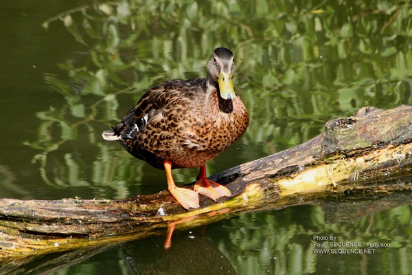 DUCK ON A LOG