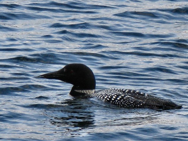 Loon