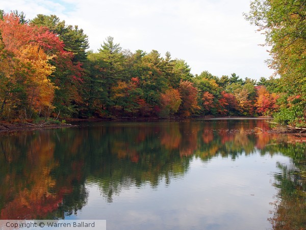 Trees 10/13/2015