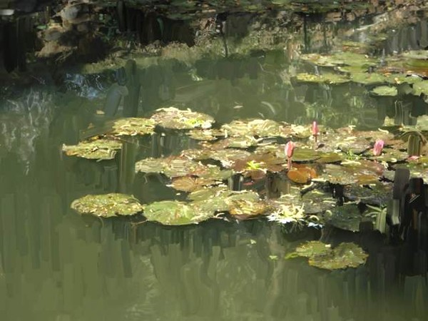 Lotus Pond 2