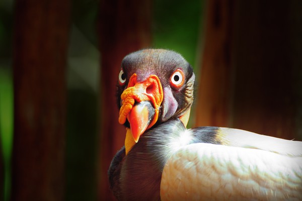 Lomo Close up King Vulture