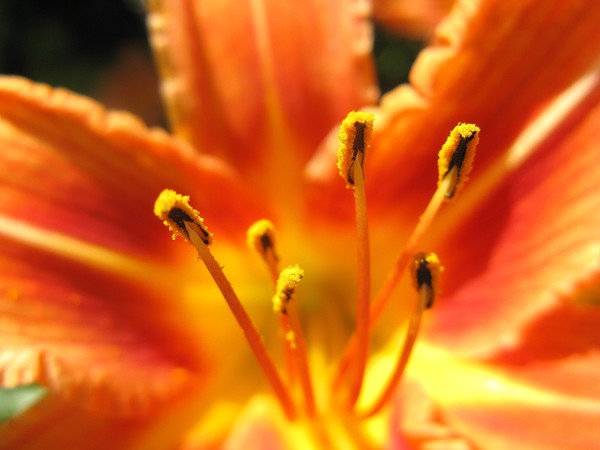 Orange lily