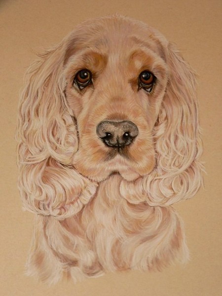 Red Spaniel