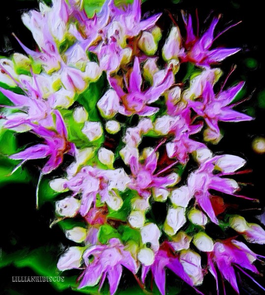Flowers 111011