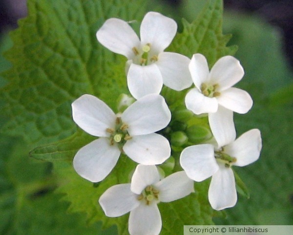 Dainty Whites