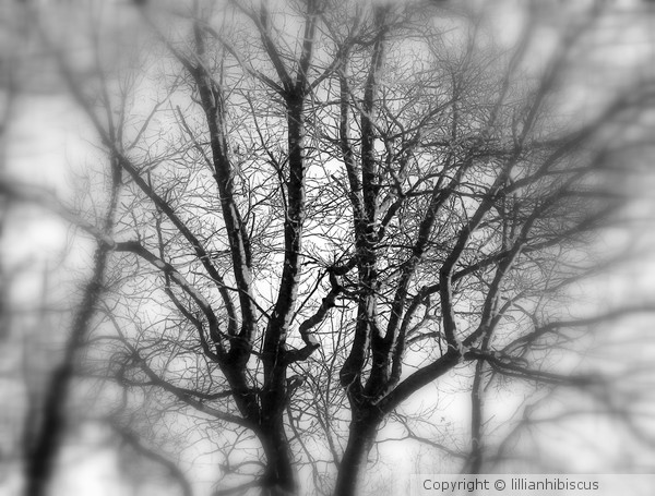 Tree Series IV