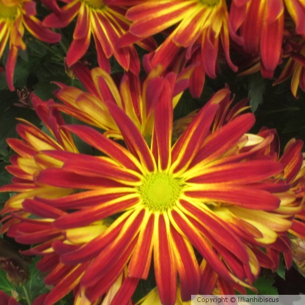 November Beauty