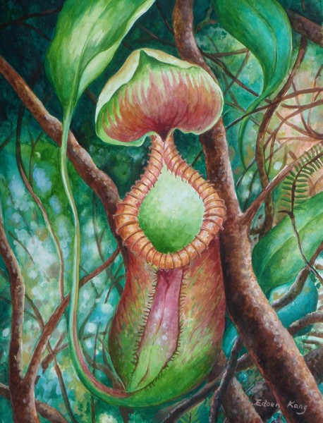 Nepenthes Macrophylla