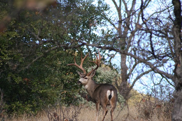 KING OF THE MOUNTAIN